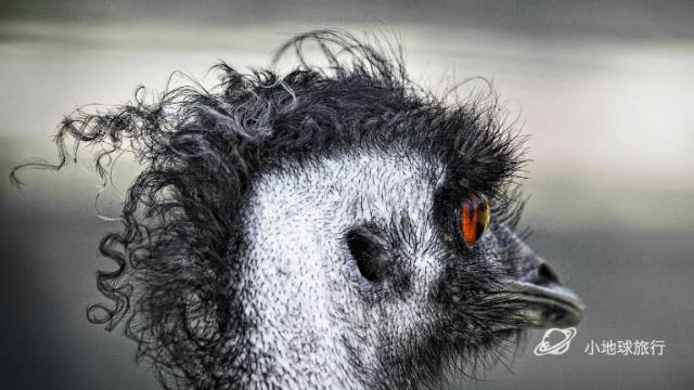 嘿，你吃过蓝蛋吗？