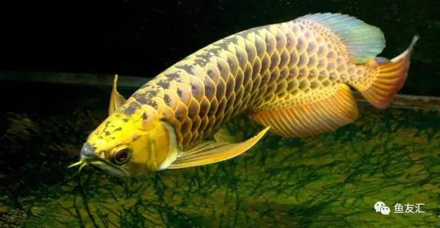 龙鱼受惊吓的解决方法,龙鱼受惊吓一周不进食