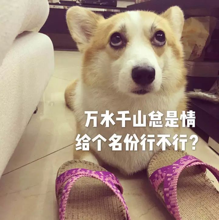 宠物犬在哪个部门办证,家有萌犬告示牌