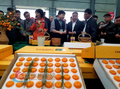 南丰蜜桔柑橘,柑桔专家