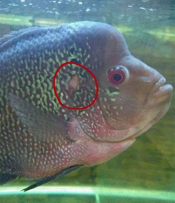 罗汉鱼常见疾病及治疗,罗汉鱼的病怎么治疗