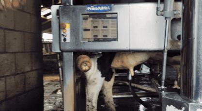 各国争抢全球黄金奶源带，网友评论：别争了，都在天猫国际呢！