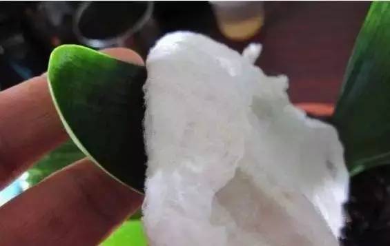 过期饮料能养花吗,过期的牛奶可以养花吗