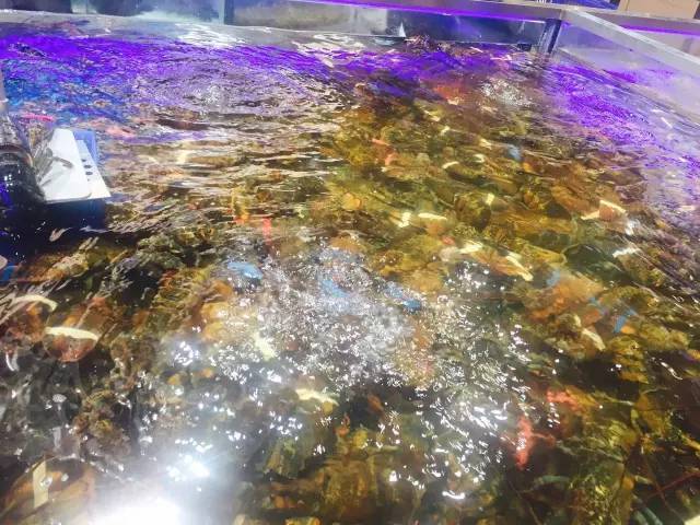 听说马云开了家作妖儿的水族馆，全城的大人都带着小孩冲过去了