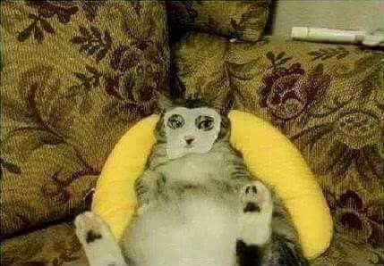 给猫咪敷面膜,猫咪面膜