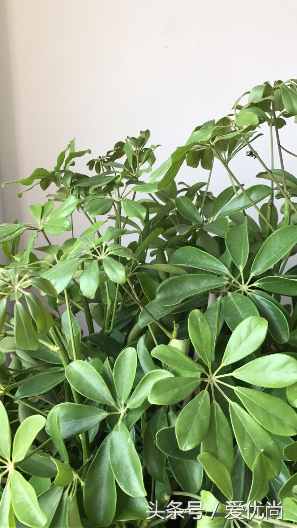 鸭脚木蔫了掉叶子怎么回事,鸭掌木枯枝怎么养