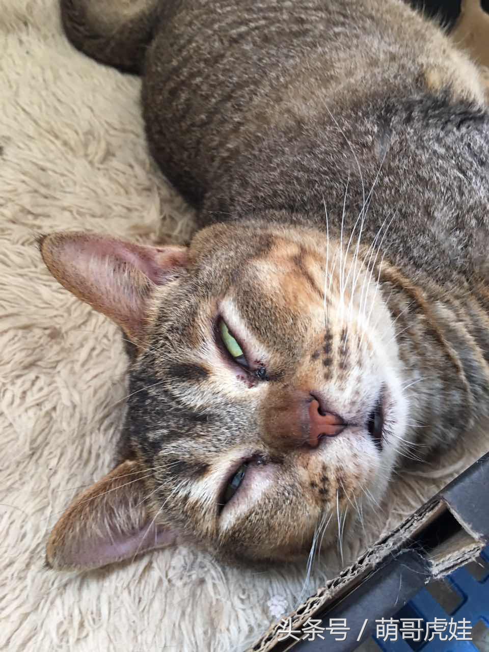 喵星人睡觉懒散,猫咪睡得太死叫不醒正常吗