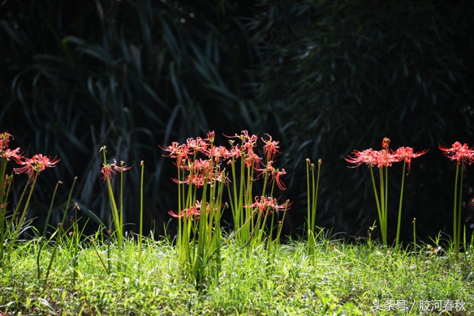 求子：摸子孙窑与小树林里的晨露