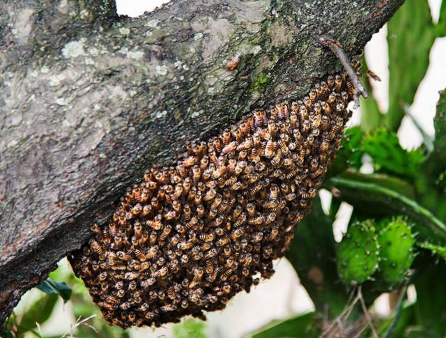 石洞蜂收捕野生蜜蜂绝招,野外捉回来的蜜蜂怎么放