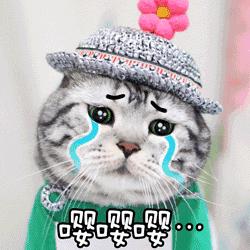 给流浪猫割双眼皮,成都流浪猫手术