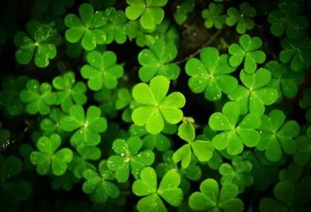 向日葵花语红玫瑰花语,蓝色妖姬的花语与红玫瑰花语