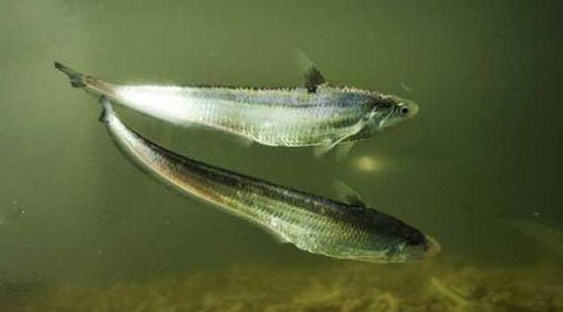 海鱼能人工饲养吗,海鱼可以自己养吗