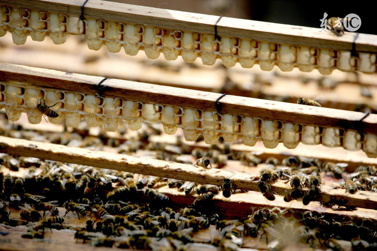 蜜蜂养殖基础知识大全,蜜蜂养殖技术知识普及视频