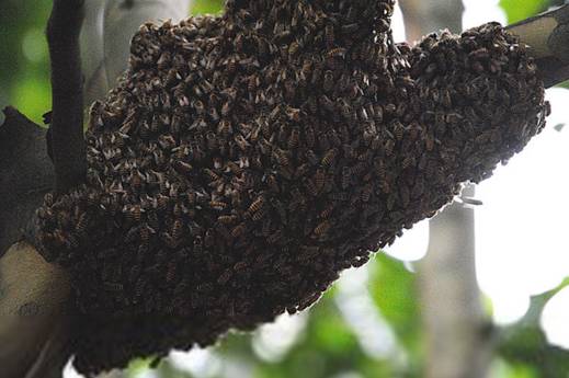 石洞蜂收捕野生蜜蜂绝招,野外捉回来的蜜蜂怎么放