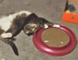 猫咪贴面膜,给猫咪敷面膜