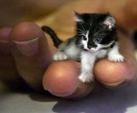 什么宠物最可爱又好养,你见过什么小宠物