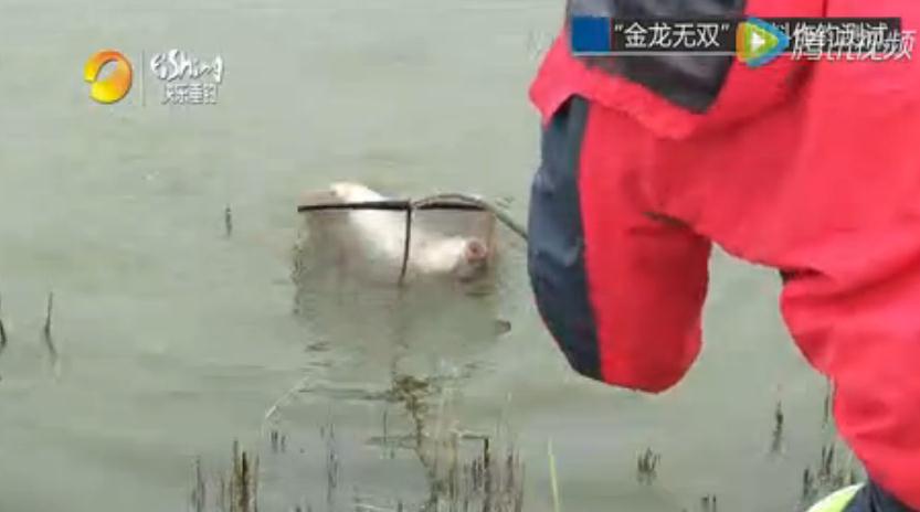 金龙经典饵料,媲美商品饵的鱼饵