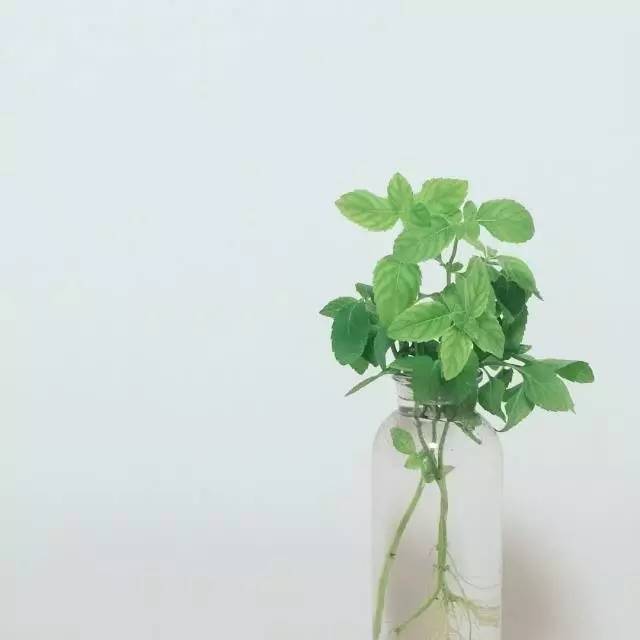 夏季37度高温薄荷如何养,薄荷是夏天的植物