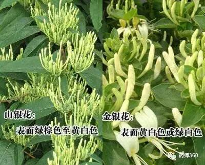 一文读懂：巧辩金银花的真伪与优劣