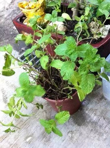 移栽的薄荷叶子蔫了怎么救活,种植的薄荷叶子枯萎怎么办