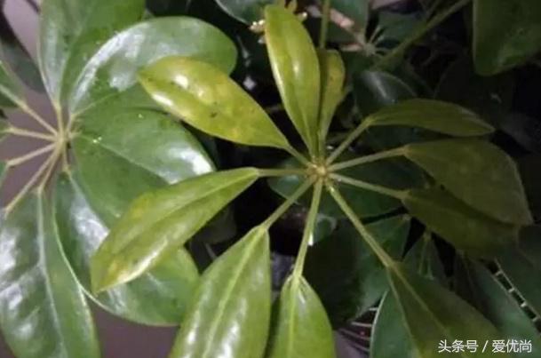 鸭脚木蔫了掉叶子怎么回事,鸭掌木枯枝怎么养