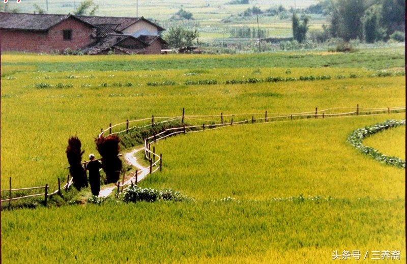 王维描写山水田园派的诗句,王维的山水田园诗摘抄