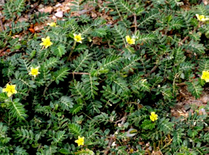 农村常见的中草药功效解说,常见中草药的功效与作用