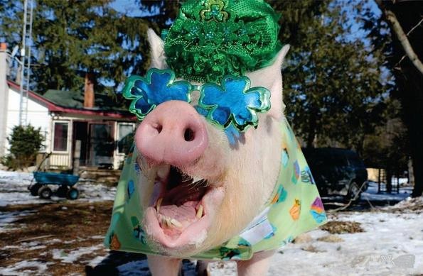 国外小哥养宠物猪,外国小哥养了一只小香猪