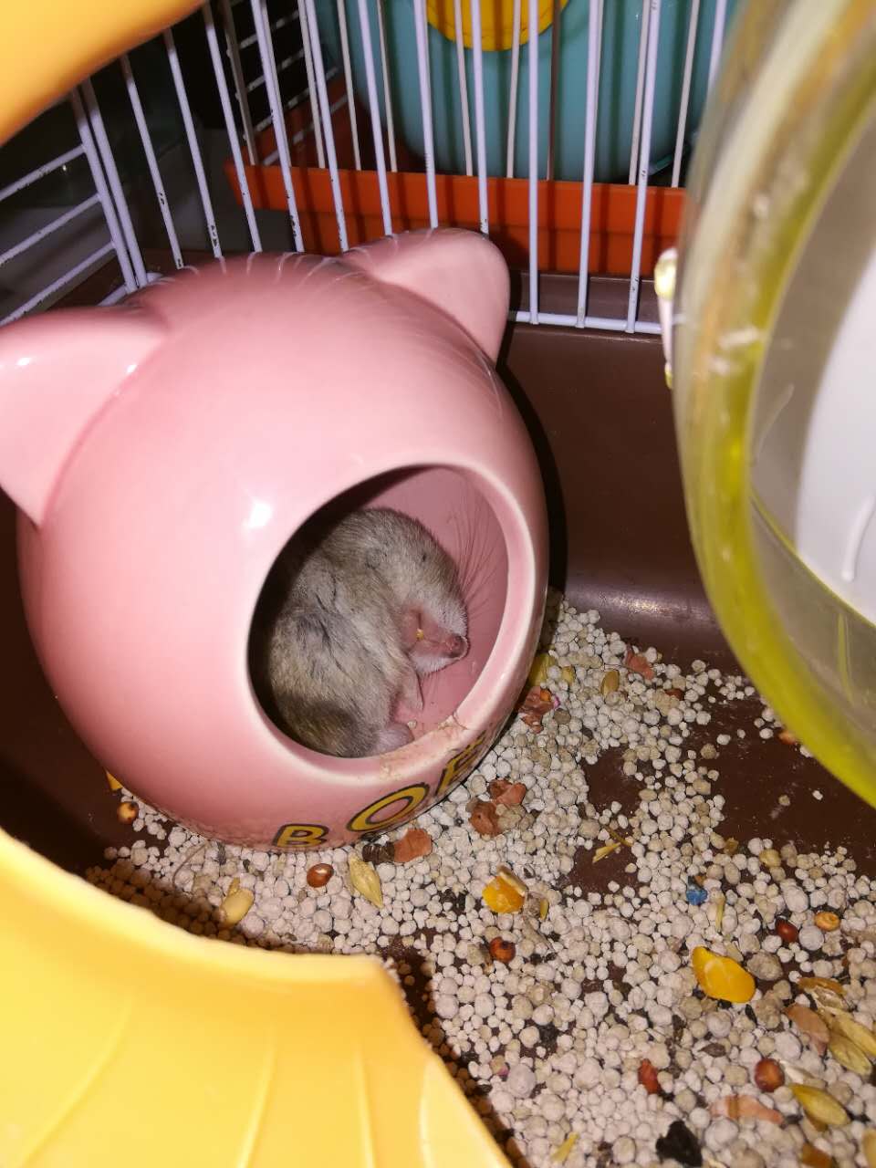 养仓鼠人生感悟,养小仓鼠的体会有哪些