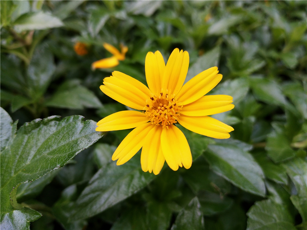 vivox9s深度解析,s级升级新款中控