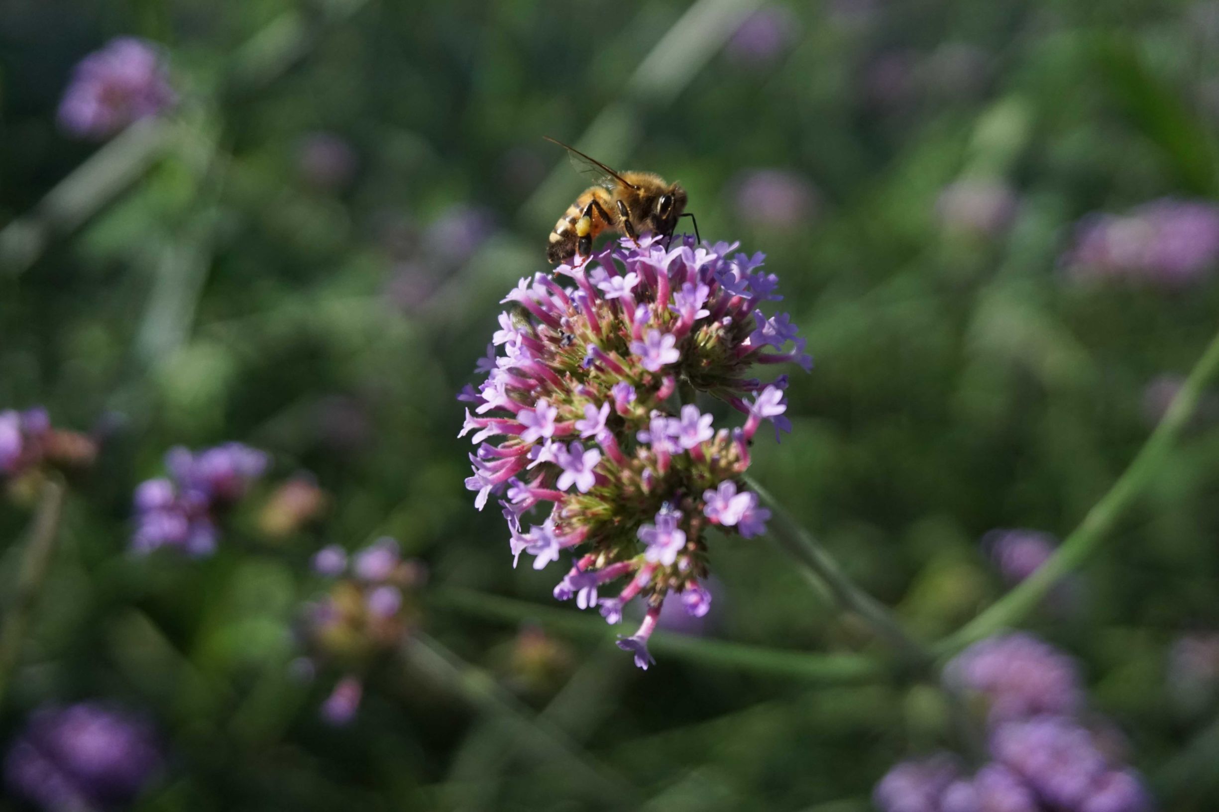 小蚁微单和索尼a5100 (佳能和小蚁微单哪个好)