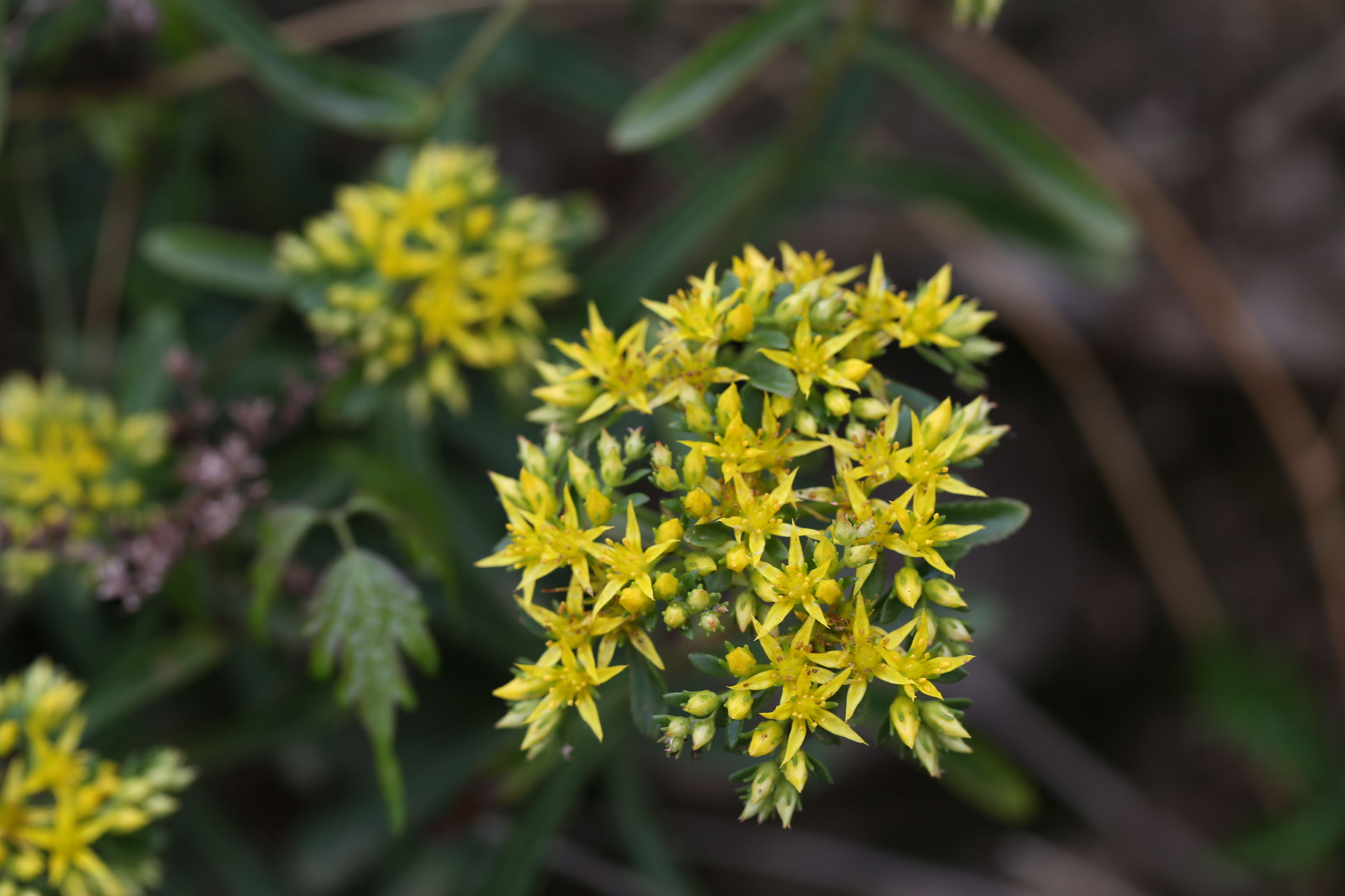景天三七盆栽如何繁殖,景天三七养殖方法和注意事项