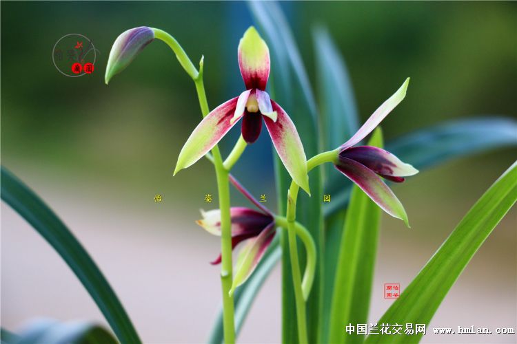 精美四季兰赤诚峨眉晨光花开2017！请欣赏！