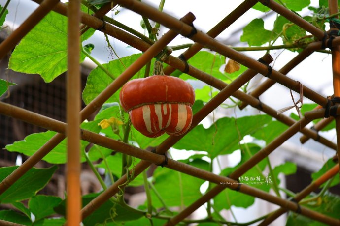 植物美图笔记~各种瓜（葫芦科植物）