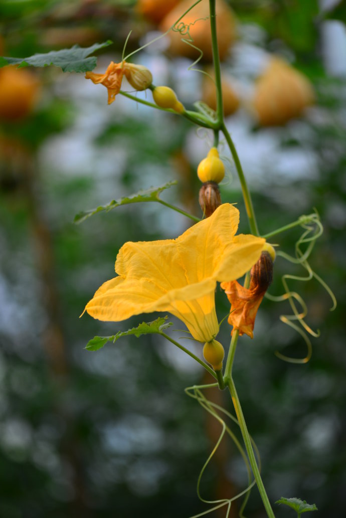 植物美图笔记~各种瓜（葫芦科植物）