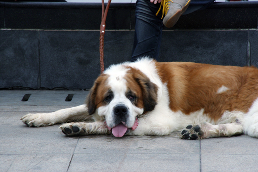 宠物夏天常见疾病,宠物夏天皮肤病
