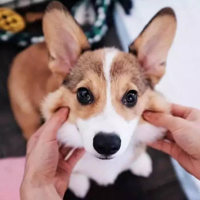 北京市酷迪宠物,酷迪宠物北京东城区