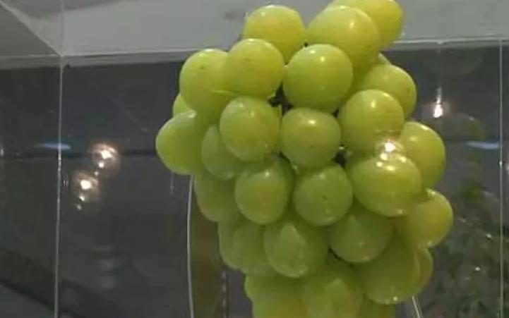 水果千元一个,日本豪华水果大师简直是把钱种在水果上