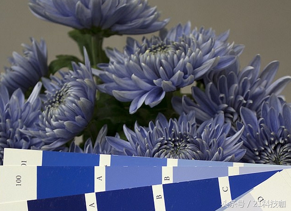 你见过蓝牡丹吗,真的有蓝色的菊花吗