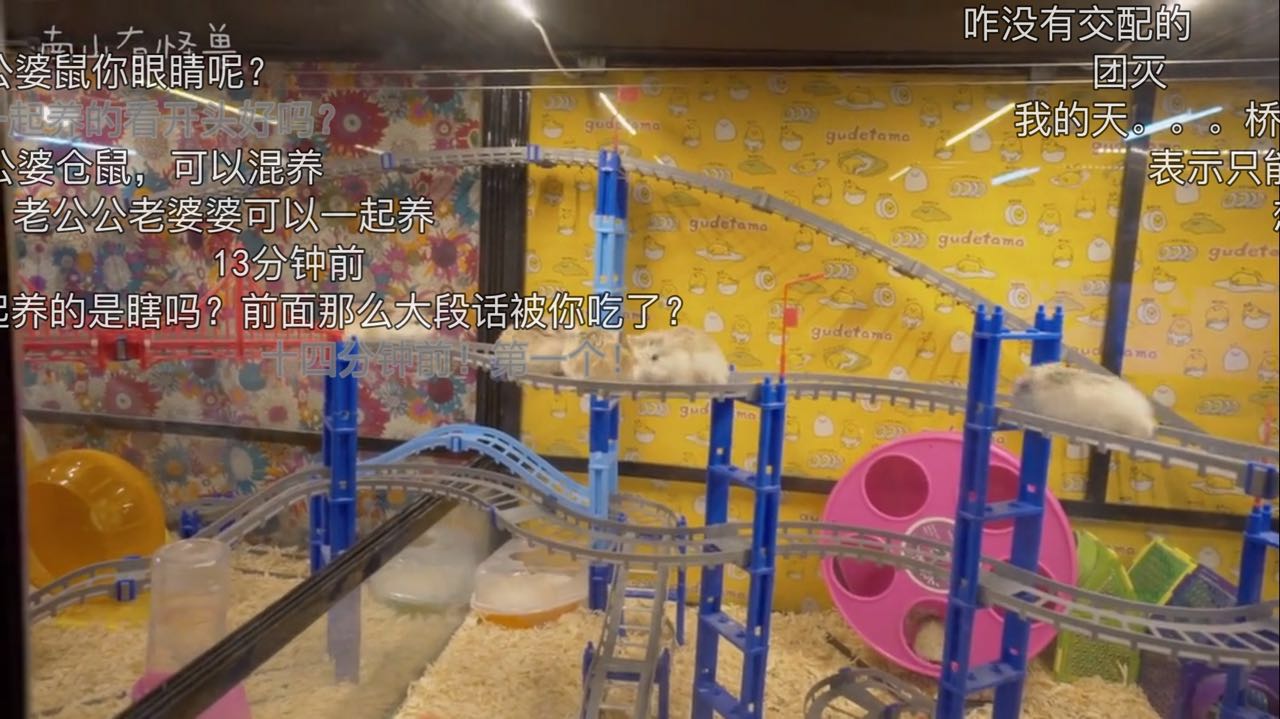 惊喜日三：跟着养仓鼠大神-南山有怪兽，来一起看看高清镜头下仓鼠的小世界是什么样的~