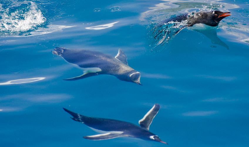 企鹅号新手期如何开通原创,企鹅号注册有什么技巧