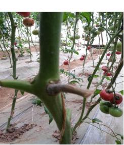 连绵不断的下雨天,露天西红柿怎么安全度过雨天