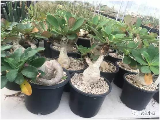 2019上海多肉展仙人球,2023泰国多肉展会直播