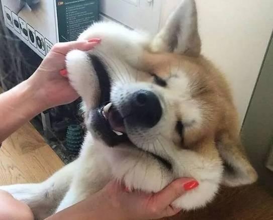 北京市酷迪宠物,酷迪宠物北京东城区