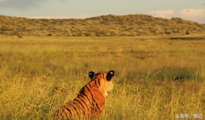 古中华虎从河南走向世界，今天的河南还有野生虎吗？