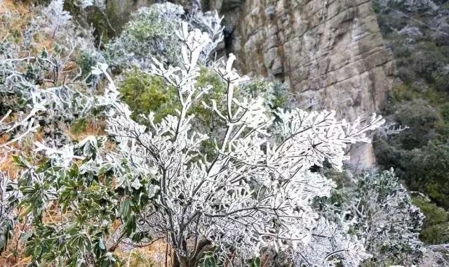 喝起来香醇浓厚的红茶,杏仁香古树红茶