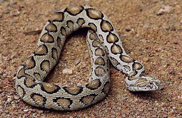 干货满满，在深山里面被毒蛇咬了怎么自救