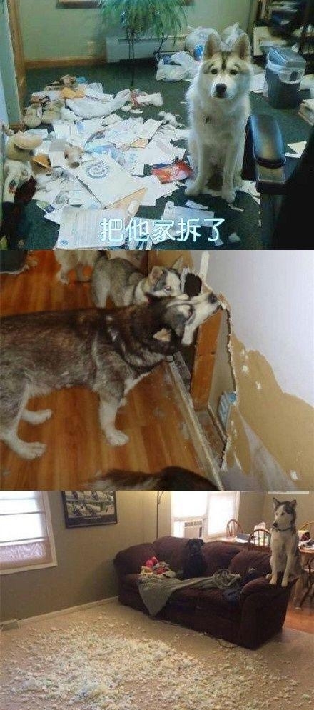 用计谋报复一个人,狗会用什么行为报复主人