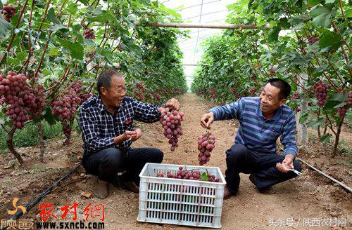 产业扶贫全覆盖,富平县打造三大百亿产业集群