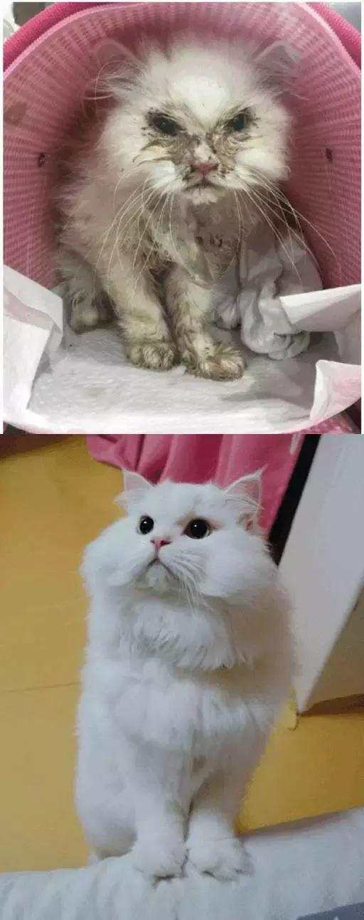 成都流浪猫割双眼皮后的图片,给流浪猫割双眼皮